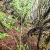 Plants: image 101 Of 208 Thumb